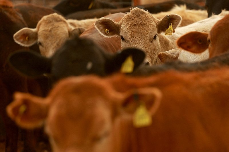 Negociação para venda de carne bovina ao Japão foca estados do Sul, incomodando o setor