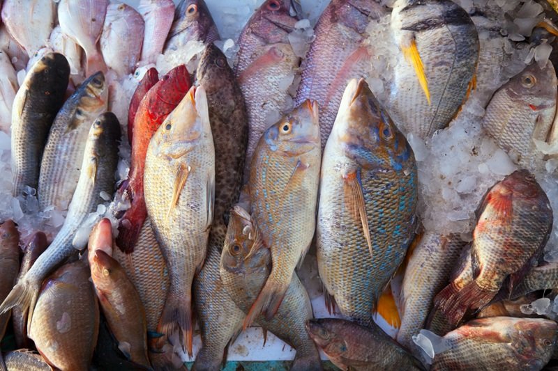 Setor de pescado é um dos mais prejudicados por novas tarifas dos EUA