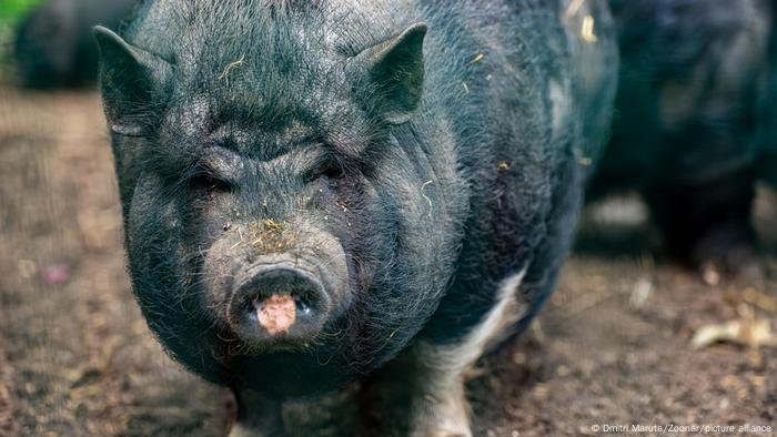 Javaporcos com carne azul neon alarmam a Califórnia