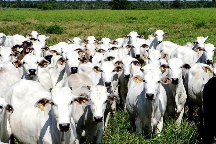 Derivativos de Boi Gordo avançam mais de 300% em julho na B3