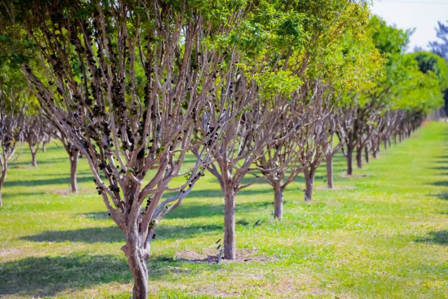 Jabuticaba