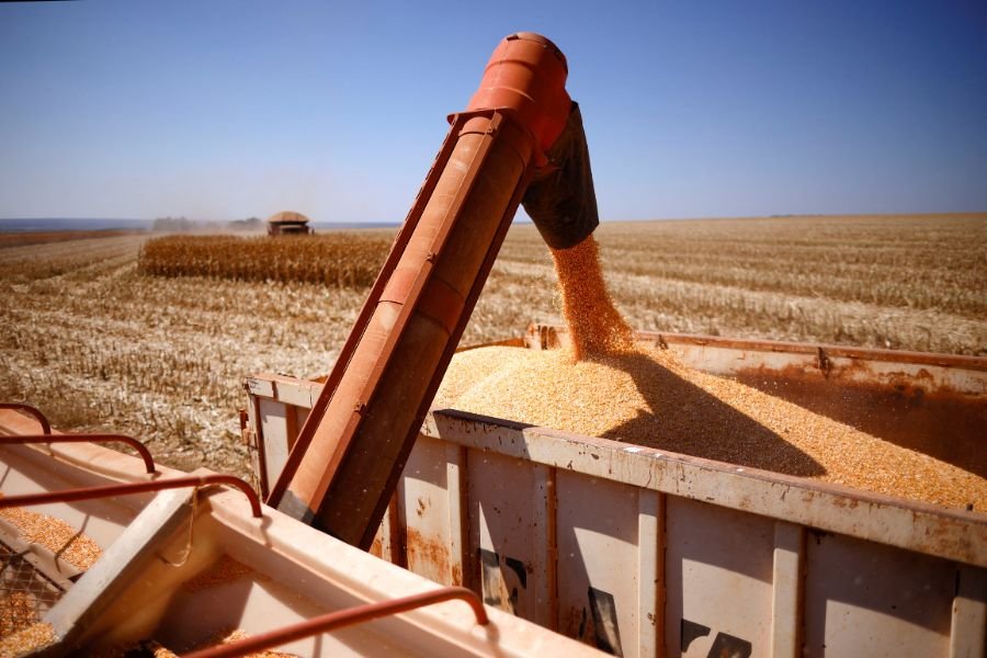 Colheita da segunda safra de milho atinge 88% no Centro-Sul, diz AgRural