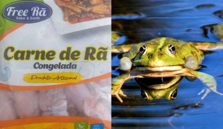 Com demanda três vezes maior que a oferta, criar rãs é opção simples, mas custosa, ao produtor