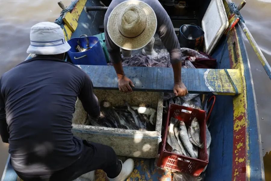 Pesca