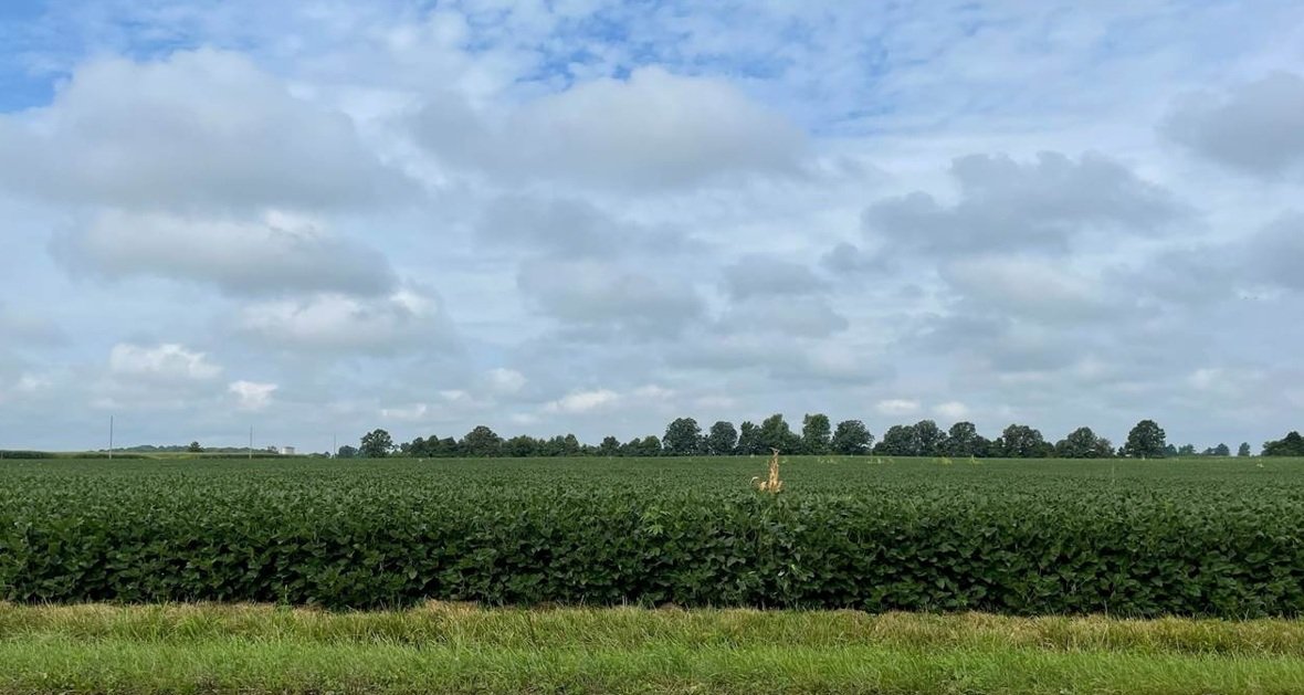 Campo de soja em Ohio, EUA - Foto: Reuters