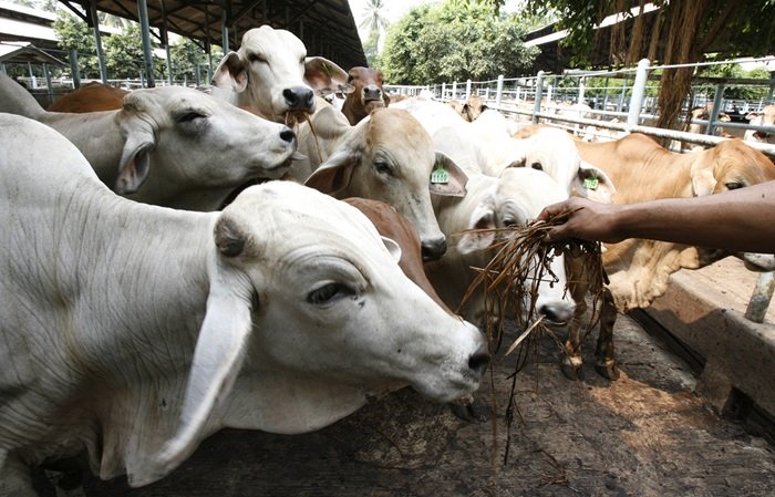 Crescimento da demanda por carne deve reduzir protecionismo global, afirma diretor da Cargill