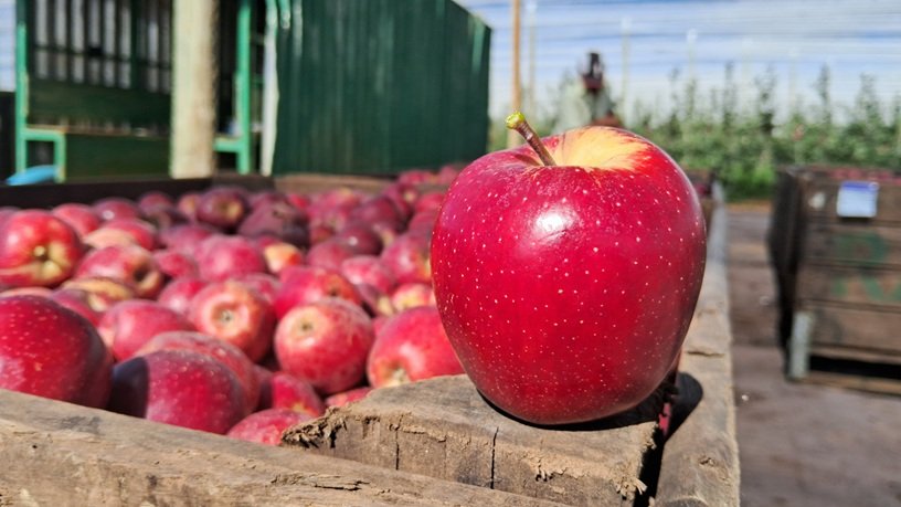 Importação de maçã dispara após quebras de safras, mas setor projeta retomada