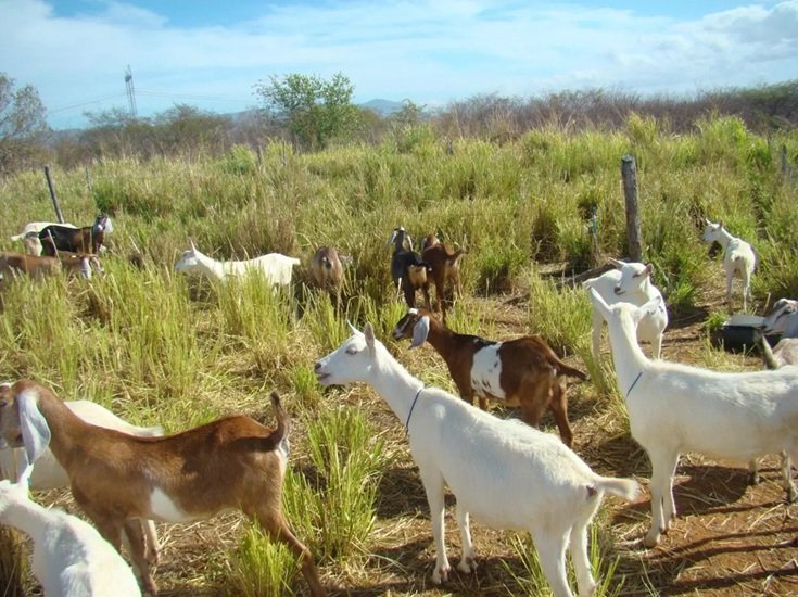 Sobe para 612 o número de animais mortos após uso de vacina; entenda a investigação