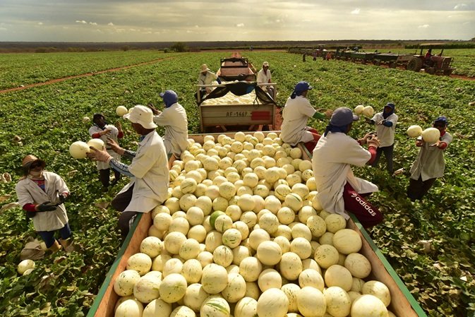 Melão supera a manga e é a fruta mais exportada pelo Brasil no primeiro semestre