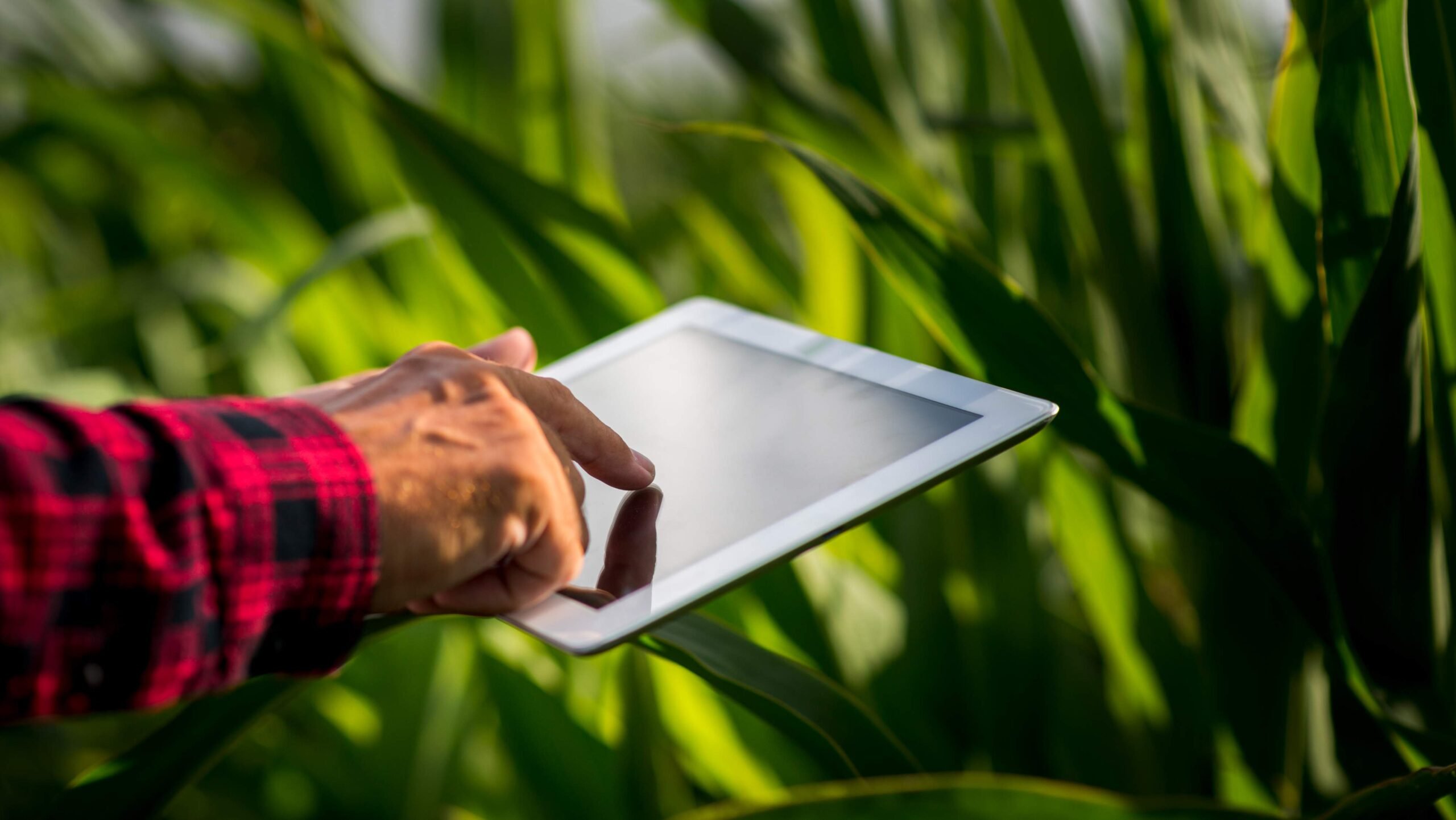 Veja como a inteligência artificial está revolucionando a agricultura
