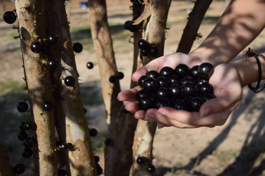 Jabuticaba