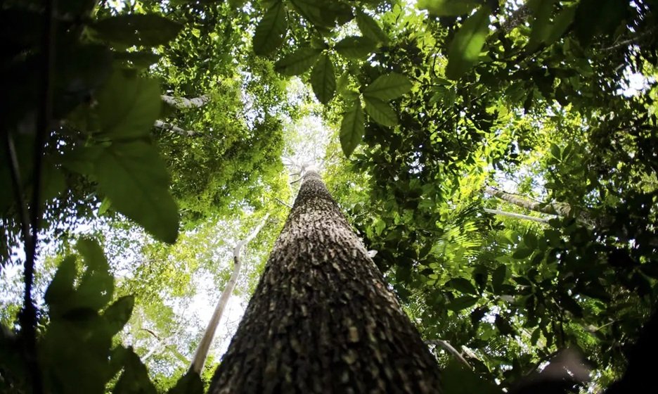 Silvicultura: florestas plantadas no Brasil ocupam área equivalente a Pernambuco