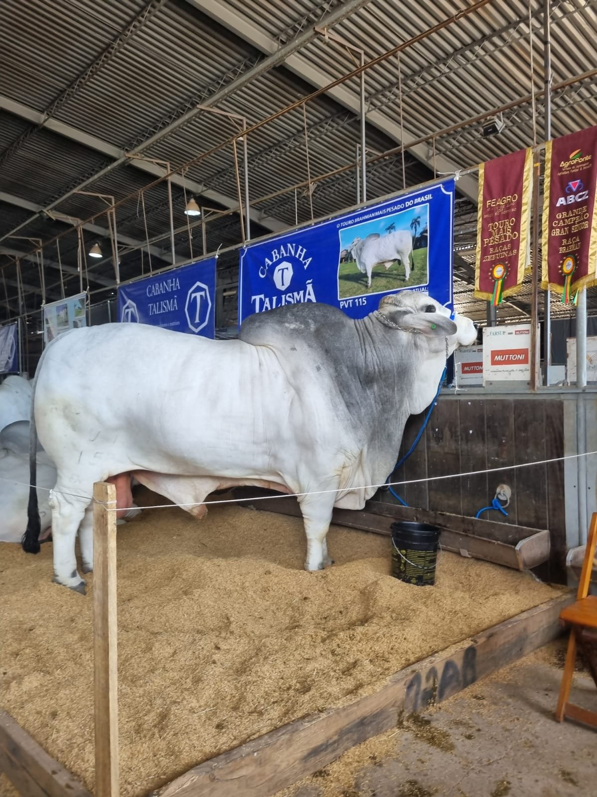 Gigante da Expointer: conheça touro Brahman que quebrou recorde de peso com 1.430 kg