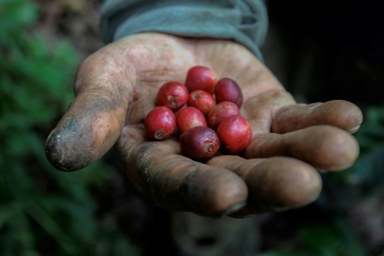 Após crise na oferta e alta de preços, produção global de café deve ser recorde