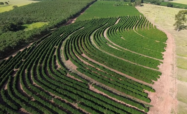 Café de Nova Alta Paulista, extremo oeste de SP, recebe selo de indicação geográfica