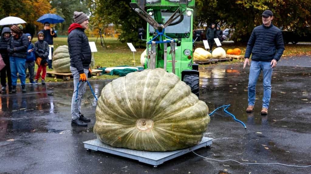 Abóbora gigante