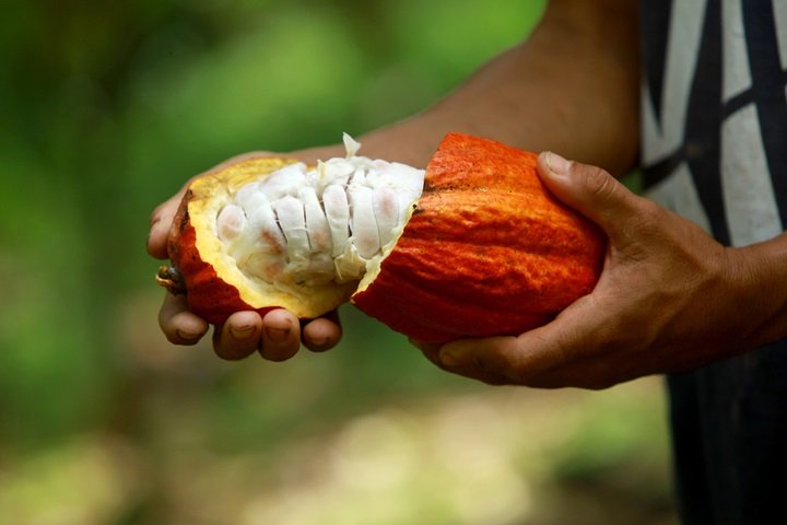 cacau cargill chocolate