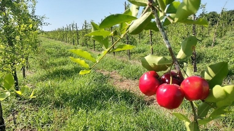 Brasil inicia colheita da safra de acerola e atrai interesse da indústria farmacêutica e de bebidas