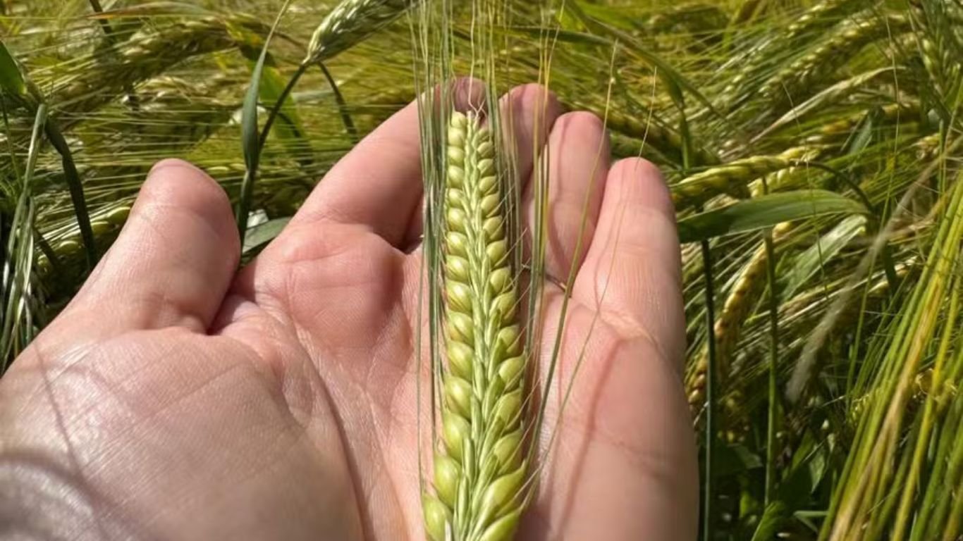 Ambev lança nova variedade de cevada até 16% mais produtiva e resistente a doenças