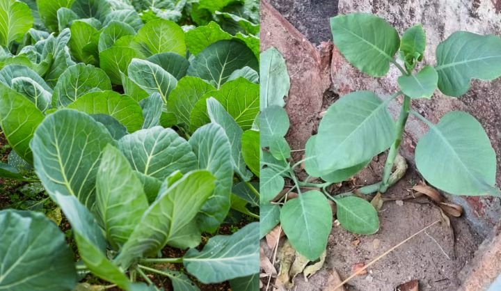 O que é a ‘falsa couve’ que intoxicou família em MG e como diferenciar a planta da verdadeira