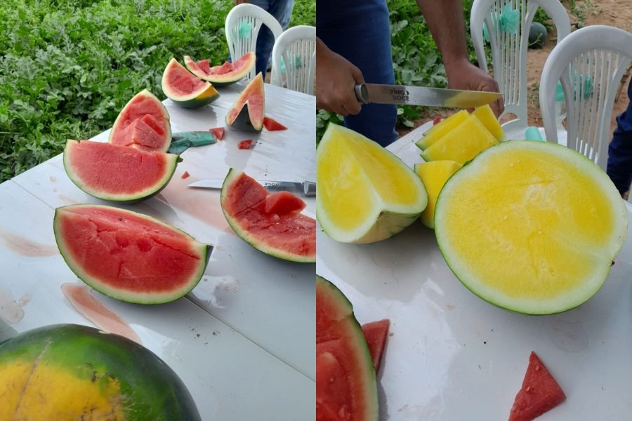 Amarela, pequena e sem semente: a nova cara da melancia no Brasil