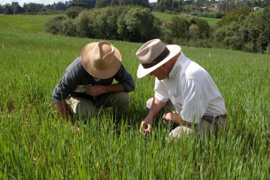 Recuperação judicial afeta concessão de crédito ao agronegócio, diz secretário