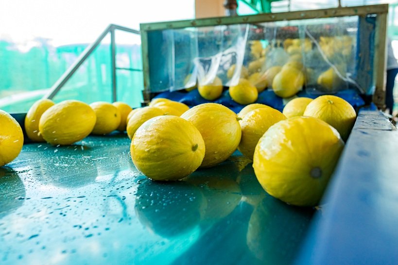 Seleção de melões da Itaueira