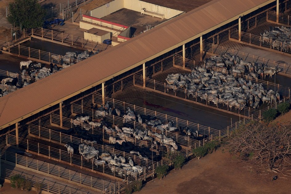 Gado em unidade da JBS no Pará para produção de carne bovina
