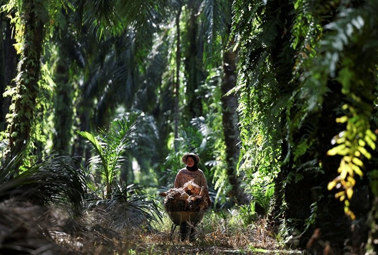 Trabalhador em plantação de palma na Malásia.