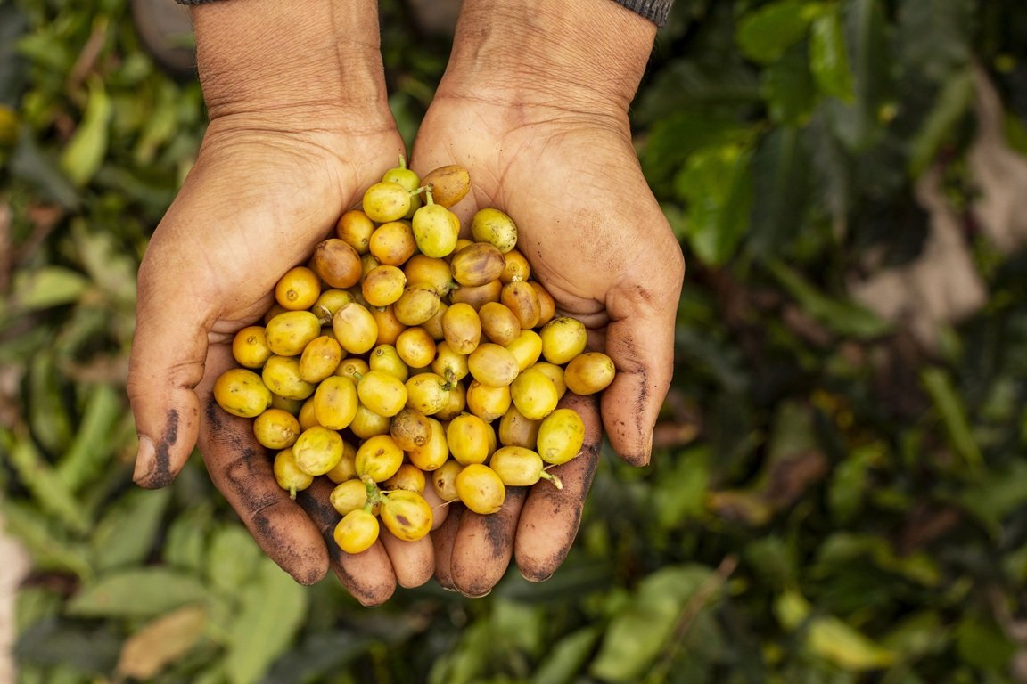Chapada de Minas conquista selo de Indicação Geográfica e eleva café do Jequitinhonha a novo patamar