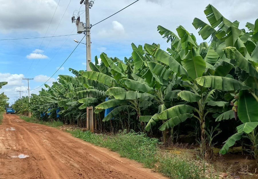 Plantação de bananas no Vale do São Francisco