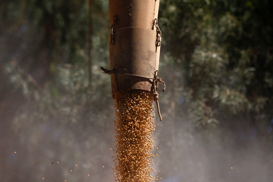 Grãos de Milho sendo carregados em caminhão após colheita em fazenda.