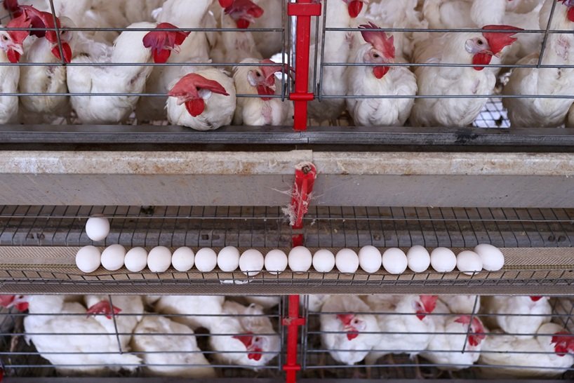 Exportação de frango bate recorde em fevereiro com retomada dos envios para China