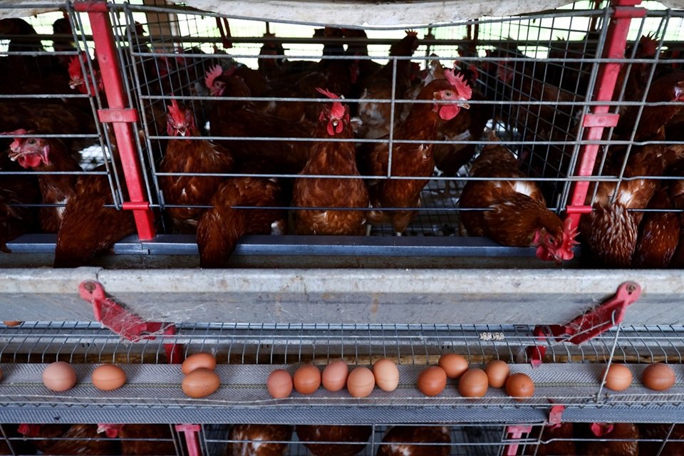 Fotografia de Galinhas em granja em Taquari. Os bichos estão saudáveis, sem gripe aviária