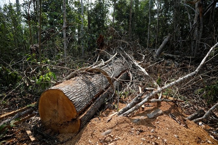Área de desmatamento na Amazônia, na Floresta Nacional Bom Futuro em Rio Pardo, Rondônia